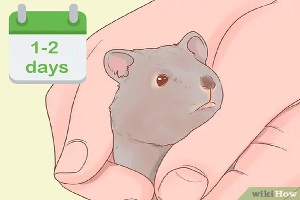 How To Handle A Hamster For The First Time?