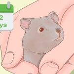 How To Handle A Hamster For The First Time?