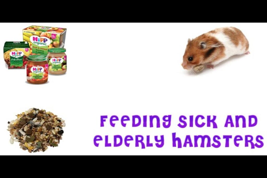 What To Feed A Sick Hamster?