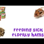 What To Feed A Sick Hamster?