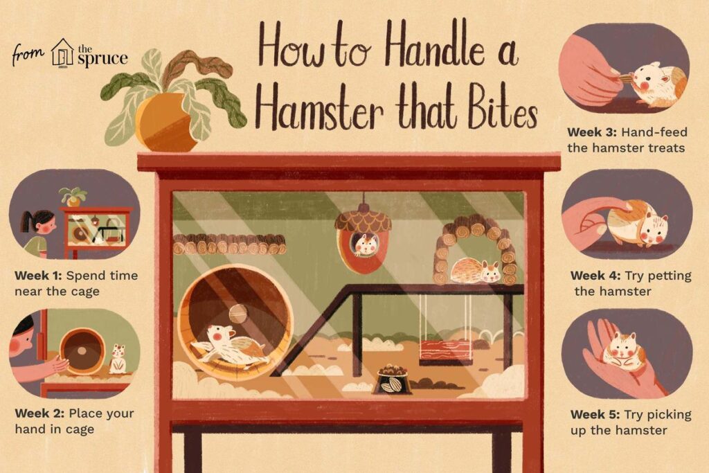 What To Do If A Hamster Bites?