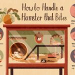 What To Do If A Hamster Bites?