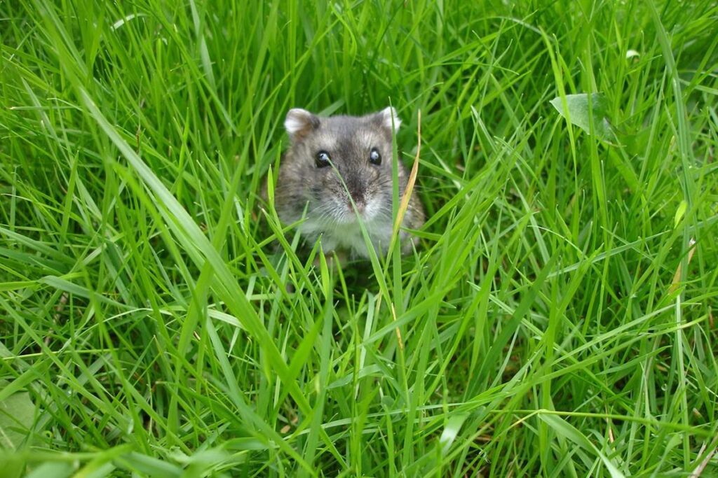 How To Care For A Hamster In Winter?