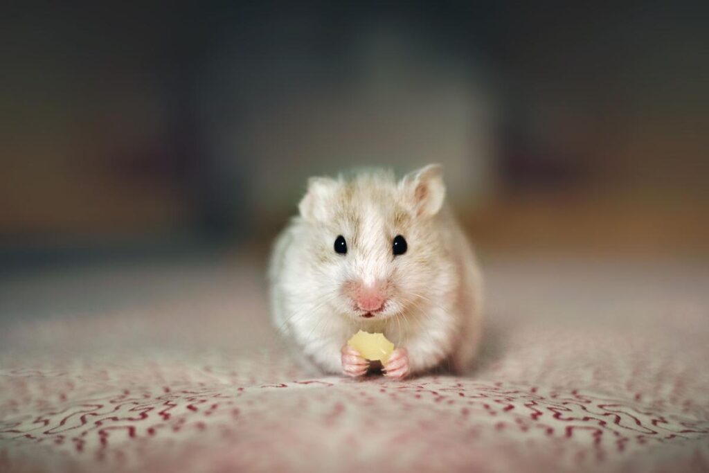 Can Hamsters Eat Cheese?