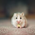 Can Hamsters Eat Cheese?