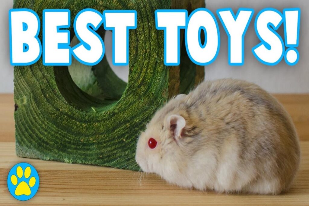 What Toys Do Hamsters Like?