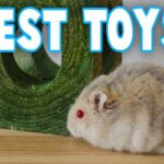 What Toys Do Hamsters Like?