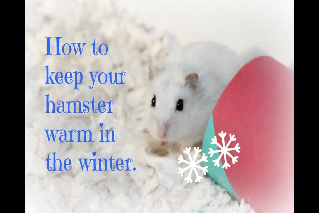 How To Keep A Hamster Warm In Winter?