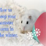 How To Keep A Hamster Warm In Winter?