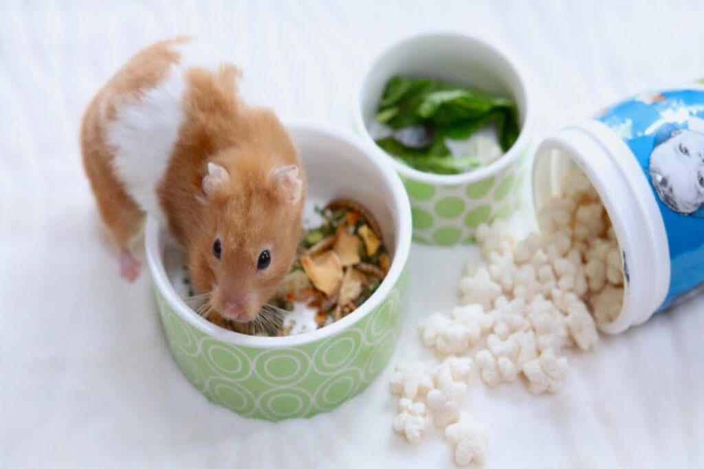 How Often Should I Feed My Hamster?