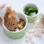 How Often Should I Feed My Hamster?