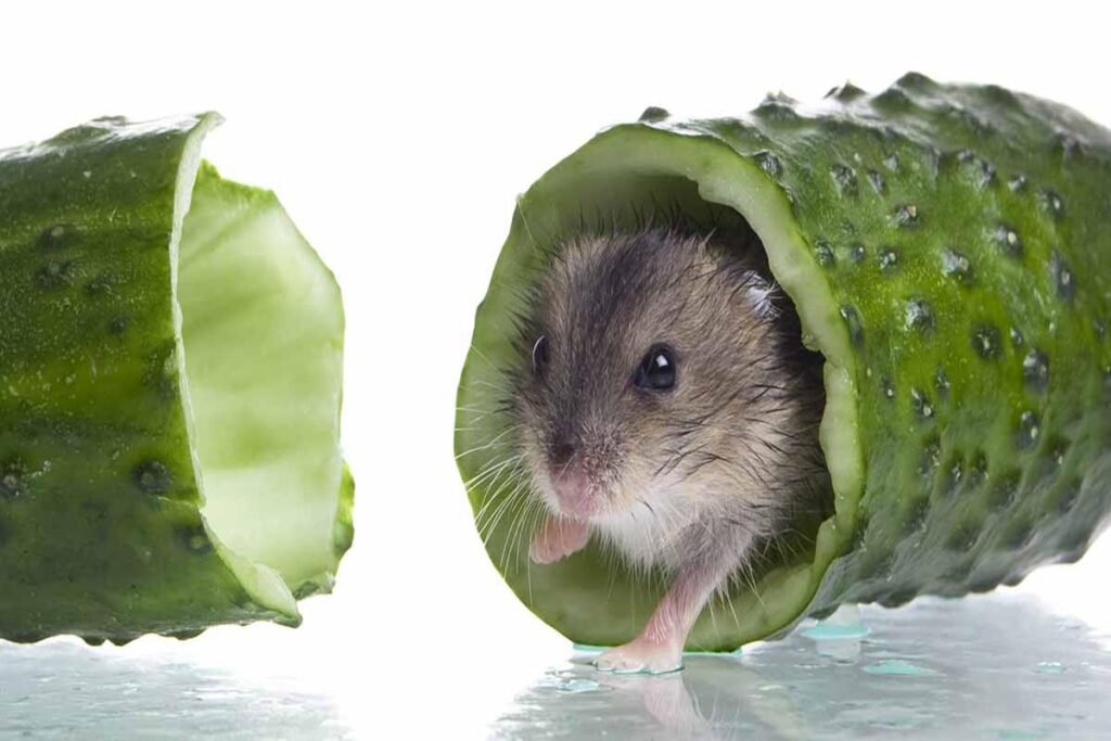 Can Hamsters Eat Cucumber?