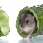 Can Hamsters Eat Cucumber?