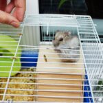 How To Clean A Hamster Cage?