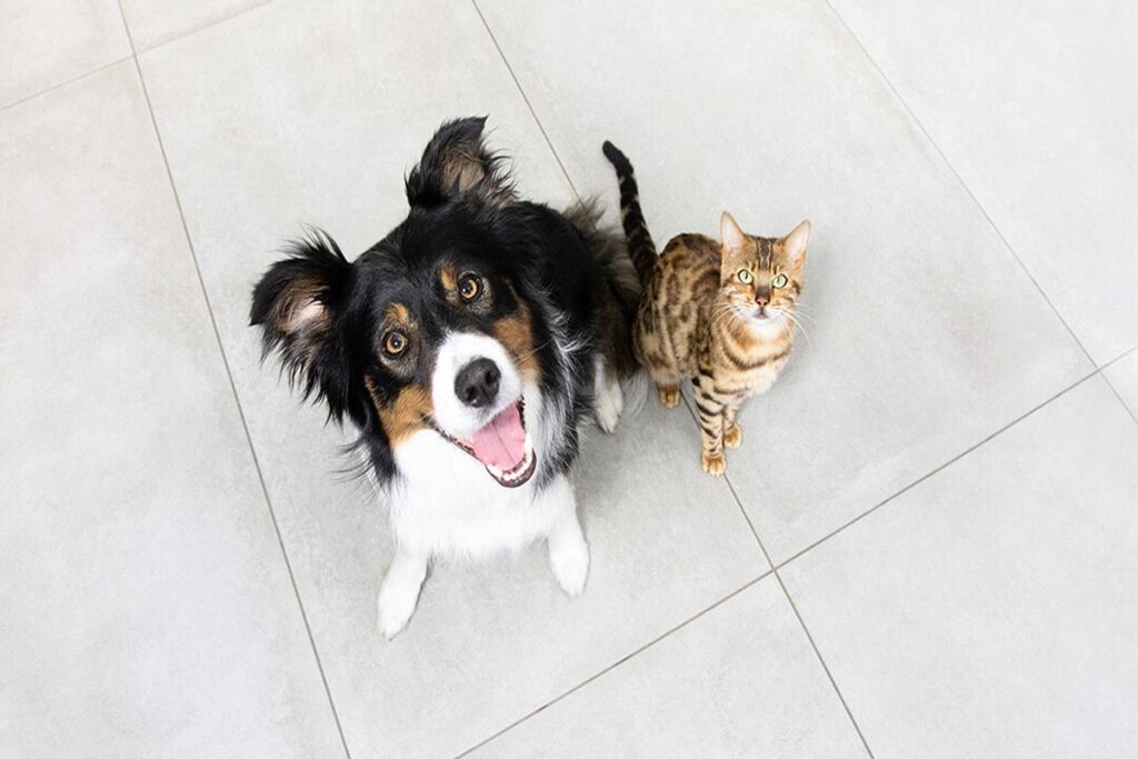 Can Dogs And Cats Be Friends?