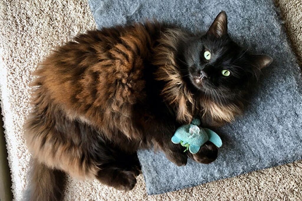 Are Cat Toys Safe For Dogs