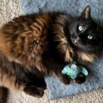 Are Cat Toys Safe For Dogs