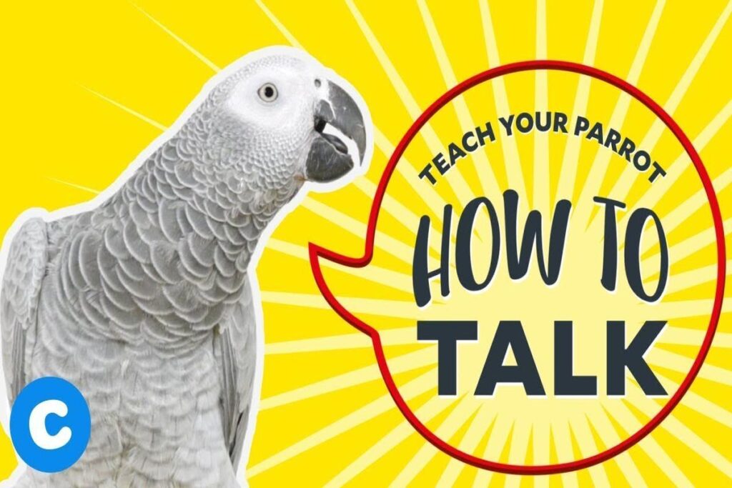 ﻿How To Teach A Parrot To Talk