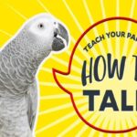 ﻿How To Teach A Parrot To Talk