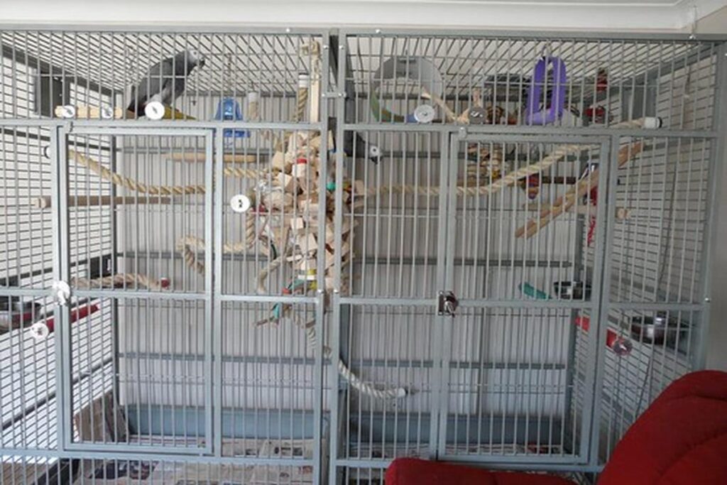 Best Parrot Cages For African Greys