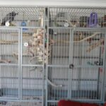 Best Parrot Cages For African Greys