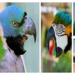 Parrot Behavior Problems