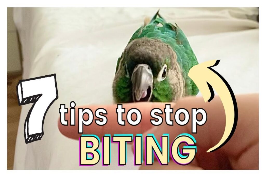 How To Stop A Parrot From Biting