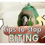 How To Stop A Parrot From Biting