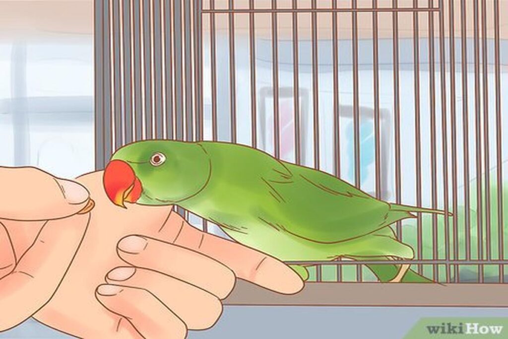 How To Care For A Parrot