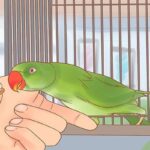 How To Care For A Parrot