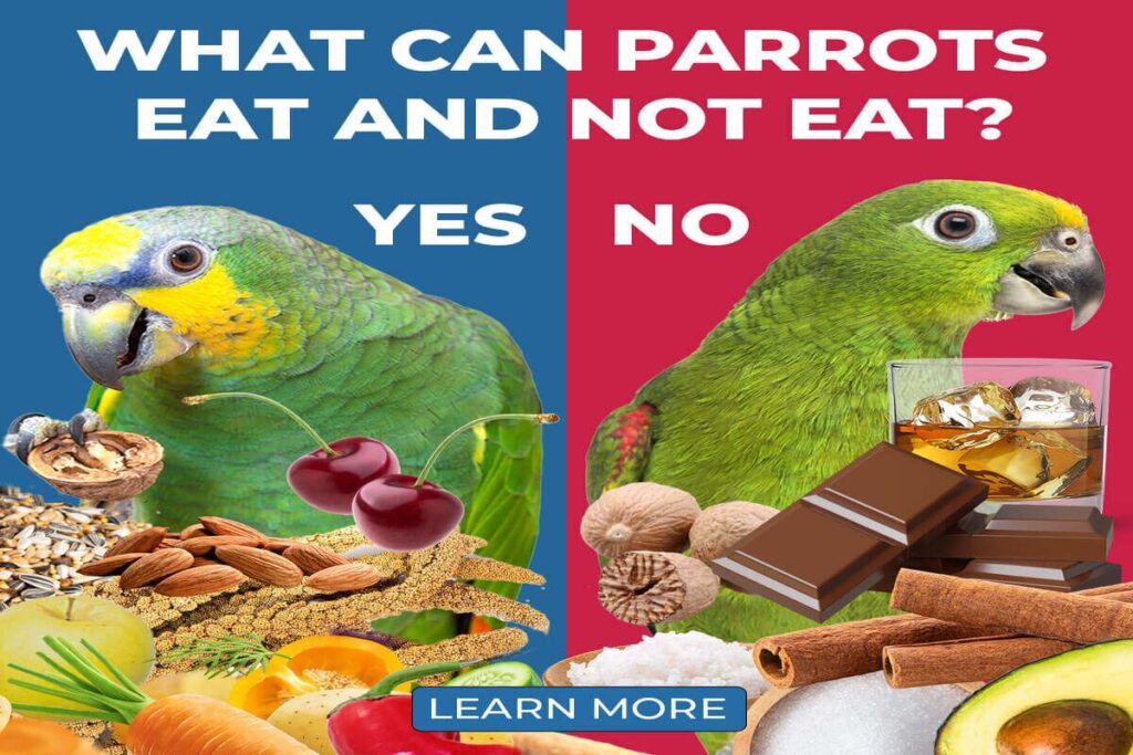 What Do Parrots Eat