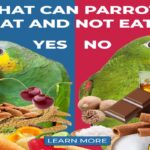 What Do Parrots Eat