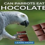 Can Parrots Eat Chocolate