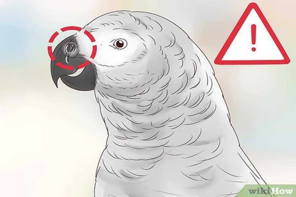 How Often Should I Feed My Parrot