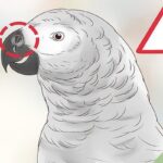 How Often Should I Feed My Parrot