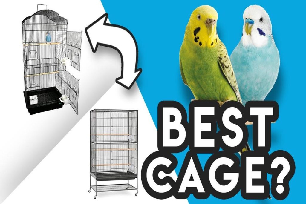 What Is The Best Cage Size For A Parrot