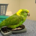 How To Recognize A Sick Parrot