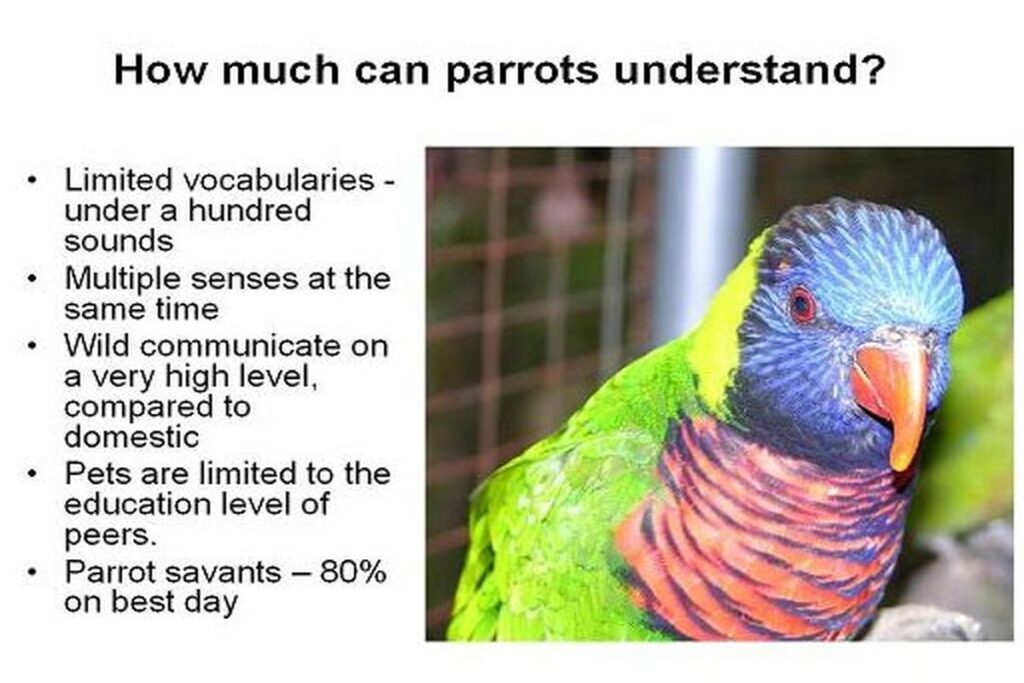 Can Parrots Learn To Talk