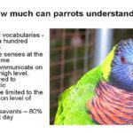 Can Parrots Learn To Talk