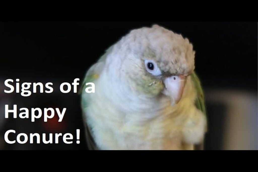 What Are The Signs Of A Happy Parrot