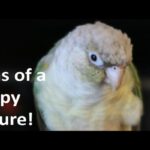 What Are The Signs Of A Happy Parrot