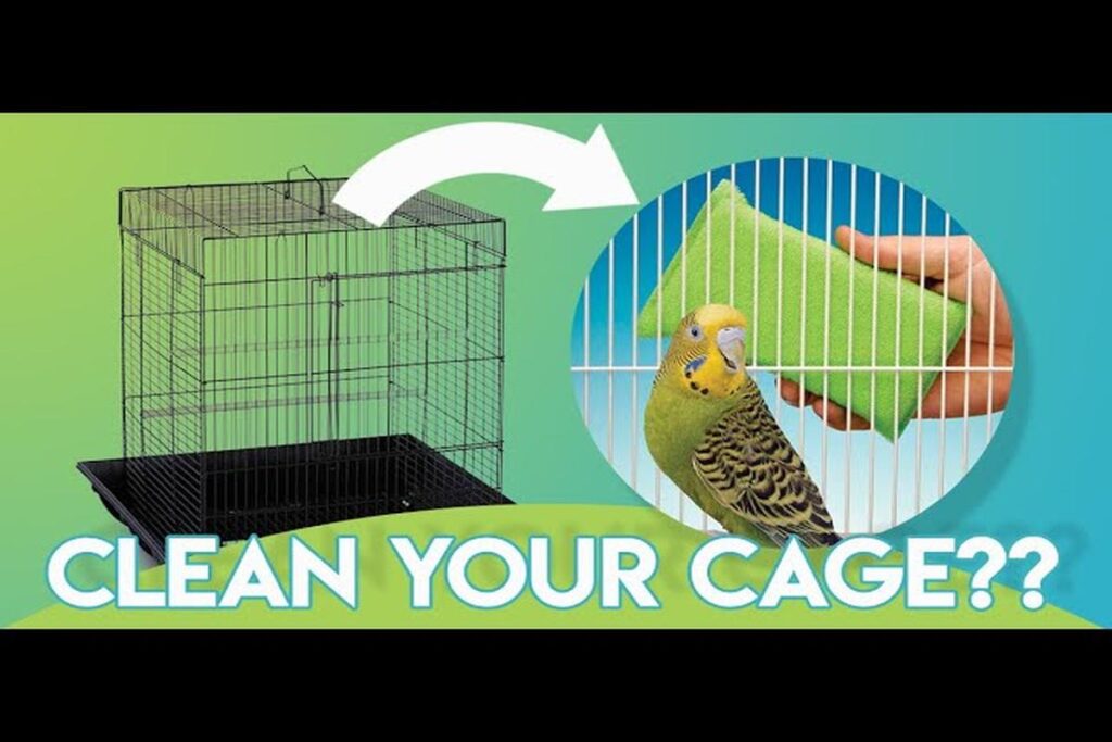 How To Clean A Parrot’S Cage