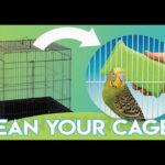 How To Clean A Parrot’S Cage