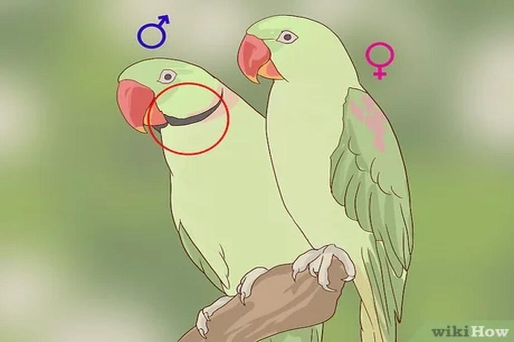 How To Tell If A Parrot Is Male Or Female