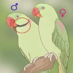 How To Tell If A Parrot Is Male Or Female