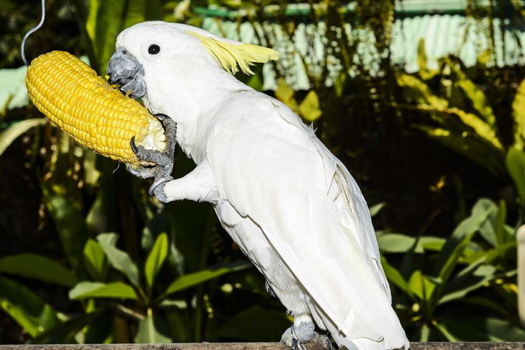 What Fruits And Vegetables Can Parrots Eat