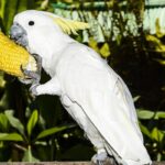 What Fruits And Vegetables Can Parrots Eat