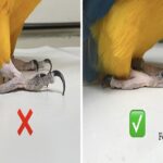 How To Trim A Parrot’S Nails