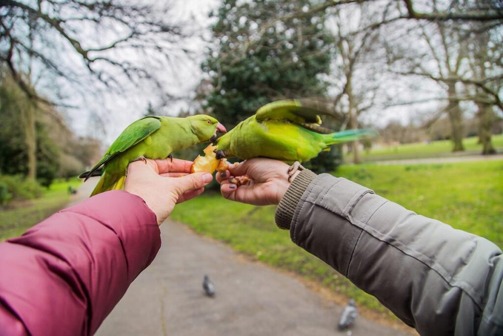 How To Introduce A New Parrot To My Home