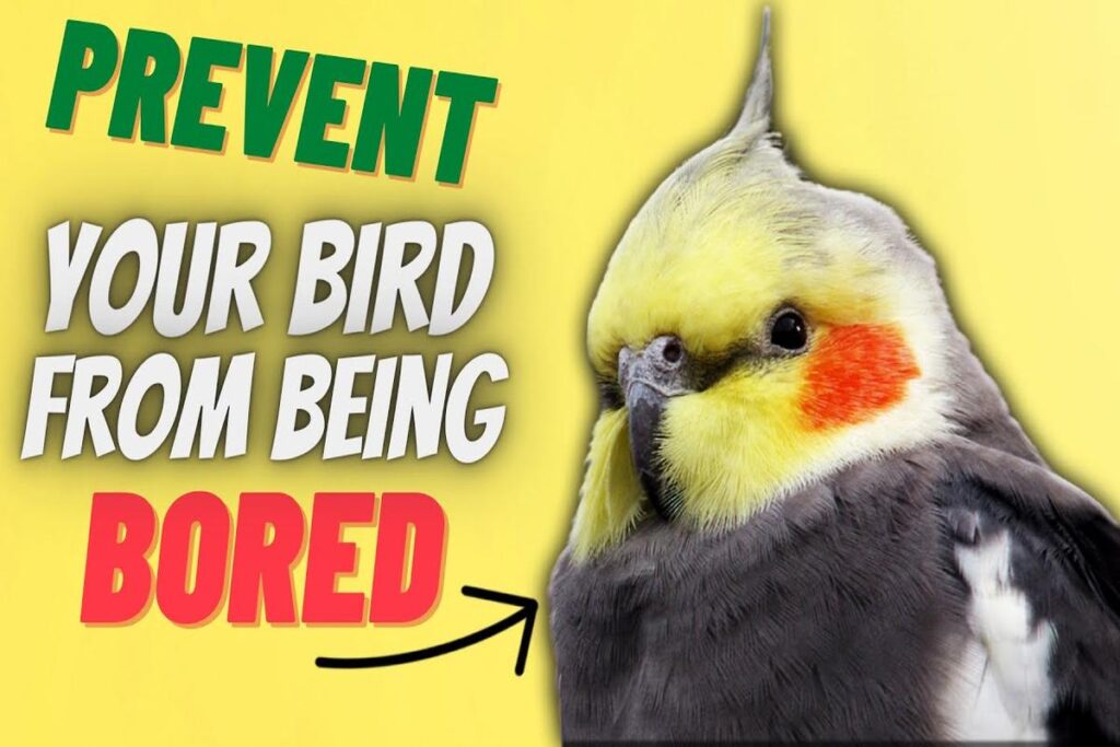 How To Prevent A Parrot From Becoming Bored